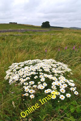 Photo 6x4 A clump of oxeye daisies by the laneside on Bradwell Moor Castl c2012