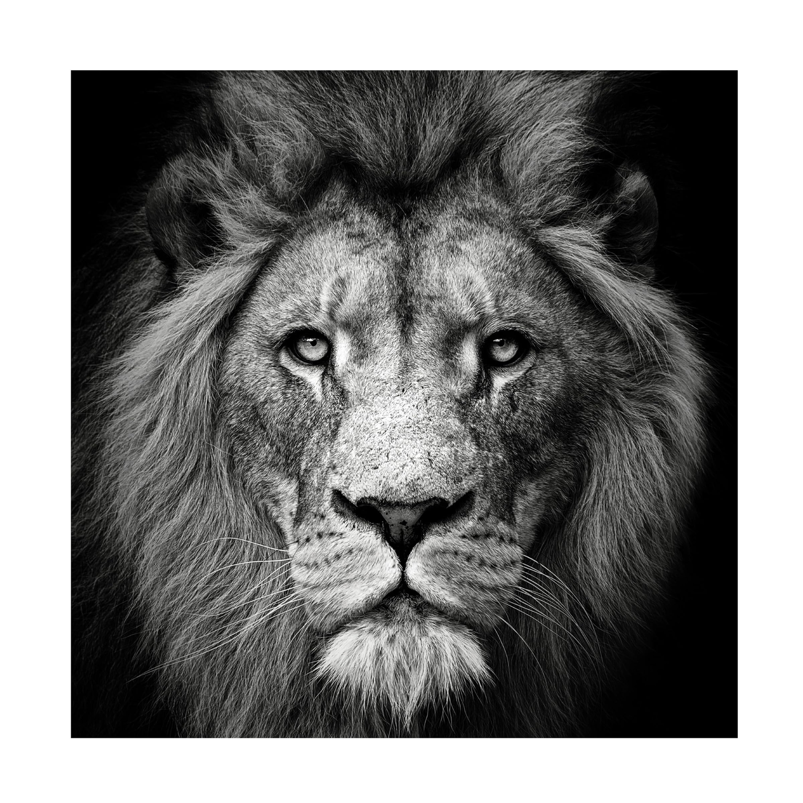 Canvas Wall Art - Christian Meermann 'Stare Me Down 3' Wall Art for Living Ro...