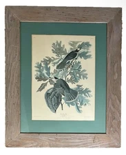 Canada Jay Print JJ .Audubon Havell Plate CV11 Large Framed Matted 27” X 33”