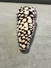 CONUS MARMOREUS~80.38mm~Philippines SEASHELL Gorgeous — photo 6