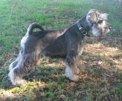 clips b4 xmas from 50 small grooming gumtree australia