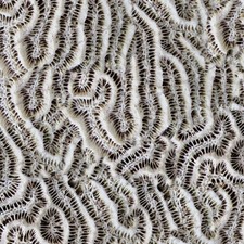 Coral 25 - 16" x 48" Hydrographic Film Hydro Dipping