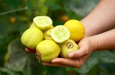 200+ Lemon Cucumber Seeds ---------- Heirloom -- NON GMO ---FRESH ----  RARE