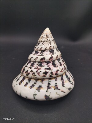 Giant niloticus trochus sea shell 4.5