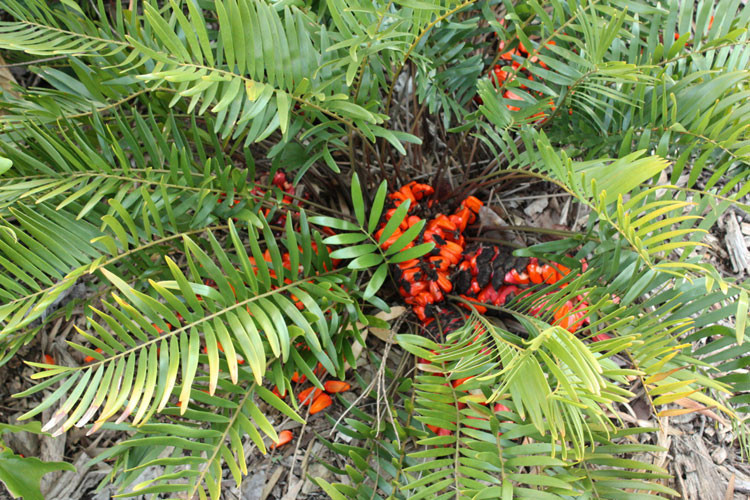 ZAMIA FLORIDANA coontie palm florida native cycad tree palms