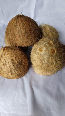 10 Pcs Coconut Shell Halves Eco Friendly Ceylon 100% Natural Pure Sri Lanka