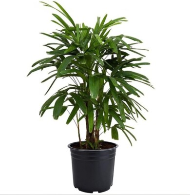 Lady Palm Tree in 6"Pot Indoor Rhapis Excelsa Evergreen Bamboo Palm  Houseplant | eBay