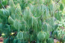 Pinus wallichiana HIMALAYAN PINE Seeds!