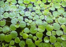Amazon Frogbit Floating Plant, Freshwater Aquarium Live Plant