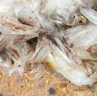 2pc Vandanite White Crystal Mineral Cluster Display Specimen on Orange Matrix — photo 5