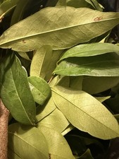 Soursop leaves, leaf, Natural organic graviol...