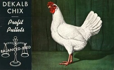 Dekalb Chix Profit Pullets Balanced-Bred High Egg Production Bird  Postcard