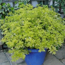 1 X CHOISYA 'GOLDFINGER' MEXICAN ORANGE EVERGREEN HARDY SHRUB PLANT