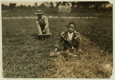 Bang's Bog,Wareham,Massachusetts,Berry Pickers,Lewis Wickes Hine,Child Labor