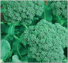 Instant Latch 250 Broccoli Seeds | Non-GMO | Fresh Garden Seeds