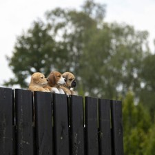 ESSCHERT Zaunhocker Hänger  Hunde-Welpen Gartenfiguren 4  Modelle  37000627