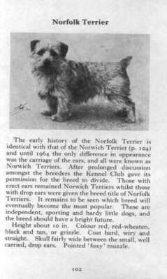 Norfolk Terrier - 1970 Vintage Dog Art Photo Print - Matted GIFT