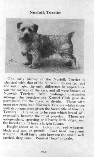 Norfolk Terrier - 1970 Vintage Dog Art Photo Print - Matted GIFT