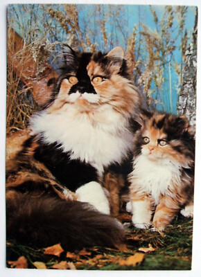 Postcard LONG-HAIRED TORTOISESHELL WHITE CAT KITTEN, Germany