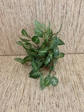 Soft Silk Artificial Syngonium Plant With Sto...