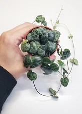 Ceropegia woodii String of Hearts Succulent Plant