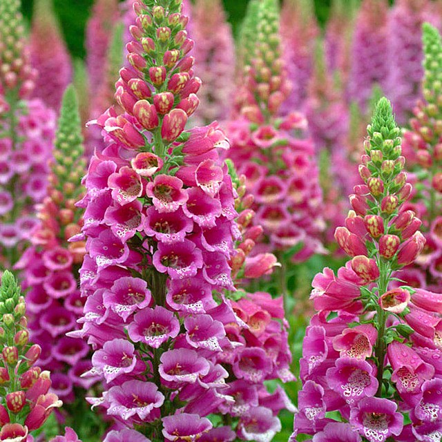 Outdoor Gardening Plants Foxglove Excelsior Mix Flower Seeds Digitalis Biennial 50