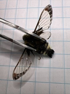 Sphingidae Hemaris thetis? SPH 100