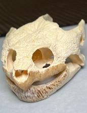 Genuine Real 4.5" Large Snapping Turtle Skull Animal Reptile Bone Taxidermy