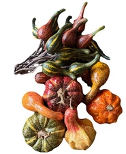 24 Fall Mini Pumpkins, Gords,  Vase & Bowl Filler FALL HARVEST