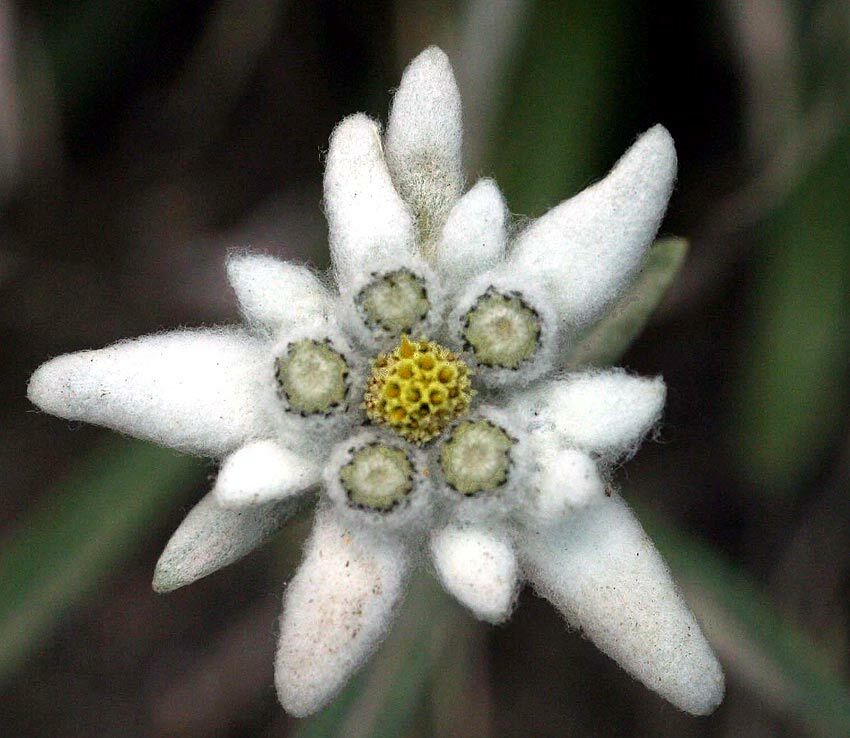Edelweiss Flower Seeds Best Flower Site