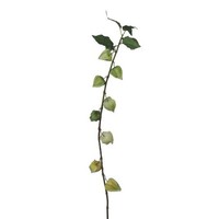 artplants Kunst Zweig Physalis Brole Mit FrüChten, HellgrüN, 95Cm
