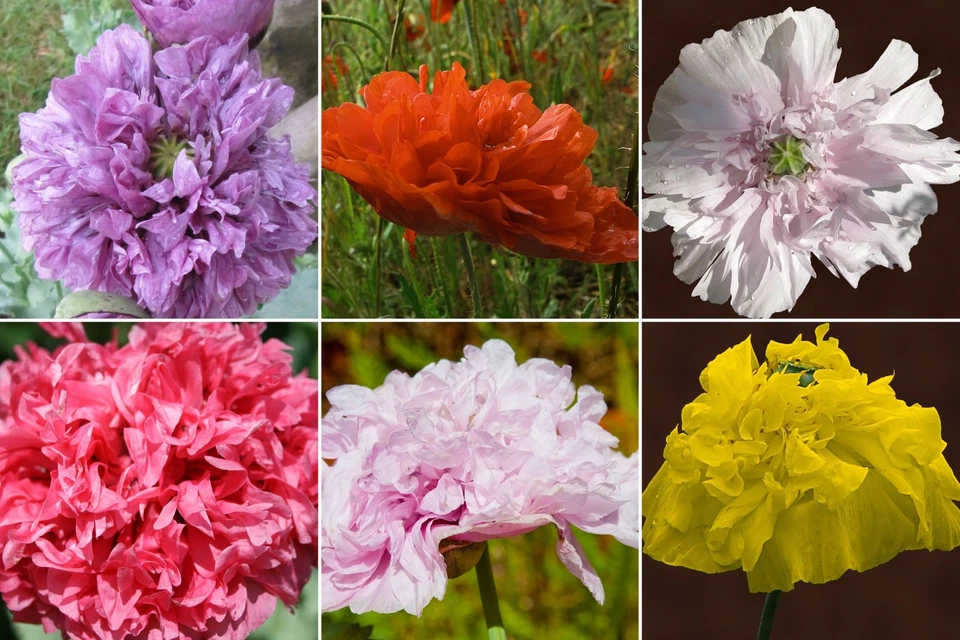 500 Samen Gefüllter Mohn bunter Mix Blüten wie Pfingsrosen Mohnsamen - Bild 3 von 3