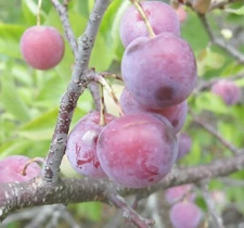 Beach Plum, Prunus maritima, Shrub Seeds (Showy, Edible, Hardy, Fast)