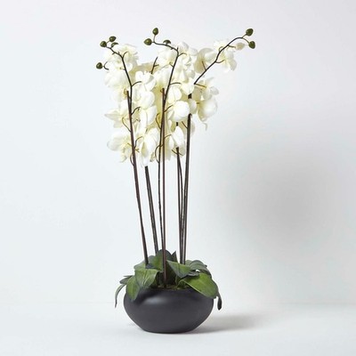 Große Orchideen Blumen im orientalischen Stil creme in schwarzer Schale