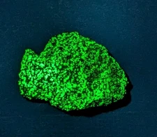 Bright Green Fluorescent Willemite Specimen 51.5 Grams