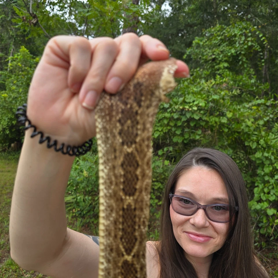 Rattlesnake skin hide pelt Leather Hide Western Diamond Back Costume Crafts - Image 3 of 4