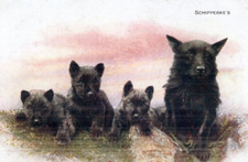 VINTAGE ART postcard:  SCHIPPERKE DOG & PUPPIES