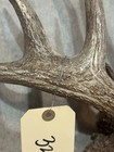 Big 83” Whitetail Deer Shed Antler Nice Heavy Taxidermy, Mount,Wildlife (3218) — photo 7