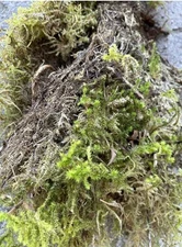 fresh live sphagnum moss 10”x10” Gallon Bag