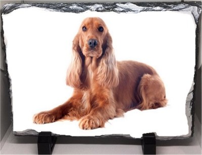 Welsh Springer Spaniel Hund Haustier Rock Schiefer 29 cm x 20 cm Top Qualität Schiefer
