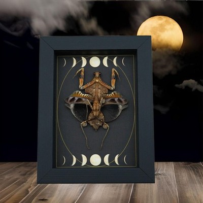 Real Dead Leaf Praying Mantis Gothic Moon Phases Framed Deroplatys lobata Insect