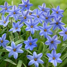 PICK & MIX Premium Dwarf IPHEION RHS Starflower BULBS Spring