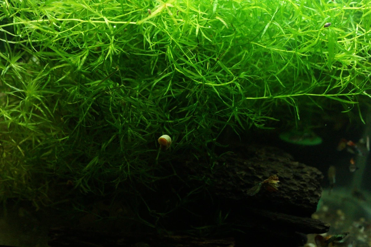 Ebay Aquarium Plants