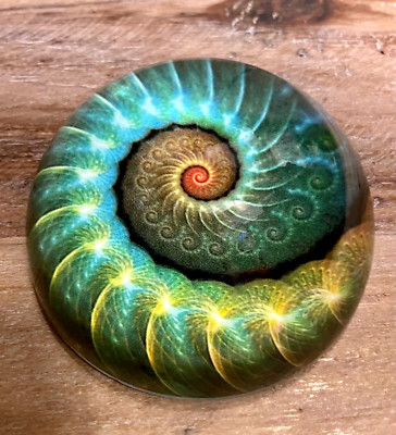 Nautilus Paperweight Domed Glass, 3'' Diameter