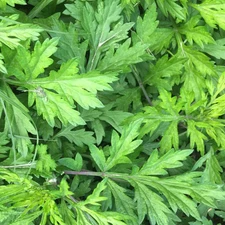 Yomogi Mugwort Seeds - For 2025 Planting Artemisia Princeps Japanese Kui Ho