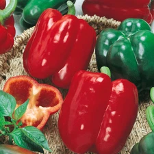 California Wonder Bell Pepper, Variety Sizes, Heirloom, NON-GMO, FREE SHIPPING