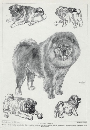 Chow Family "Sketch" - 1934 Vintage Dog Art "Photo" Print - CUSTOM MATTED