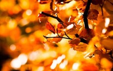 Landscape nature fall leaves depth of field bokeh Custom Gaming Mat Desk