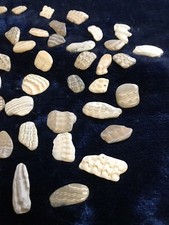 35% OFF Petrified Sea Shell, Clam Shells, Bandon Oregon Jewelry Pieces Lot of 5