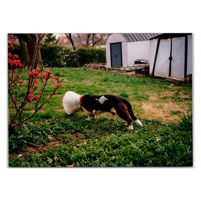 Beagle Eating In Cone Of Shame Photo 1990s Backyard Dog On Lawn Grass Snapshot
